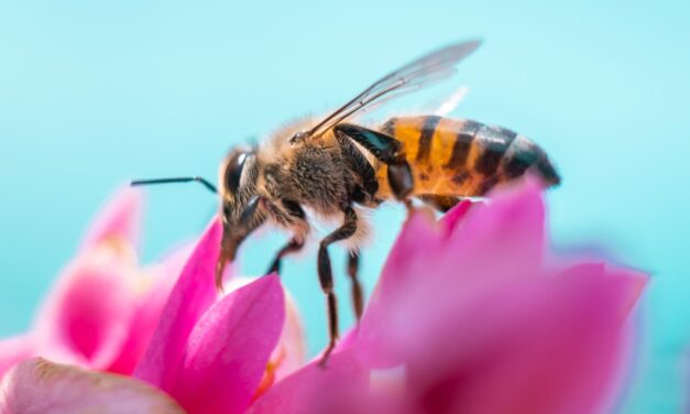 UNA ofrece formación especializada en apicultura tropical