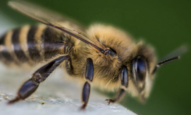Apúntese al II conteo nacional de abejas del 20 al 22 de mayo