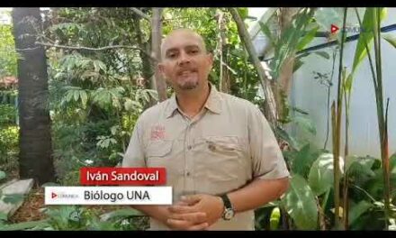 Llegan las lluvias y con ellas la época reproductiva de cocodrilos