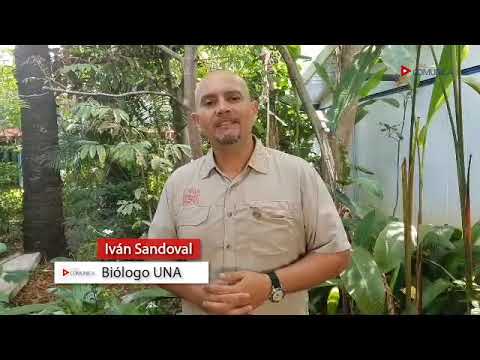 Llegan las lluvias y con ellas la época reproductiva de cocodrilos