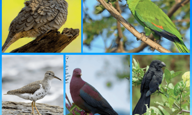 Guía de aves determina riqueza biológica de Isla Caballo