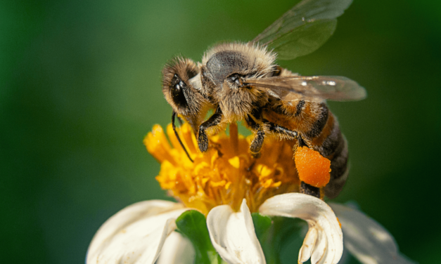 ¡Salgamos a contar abejas!