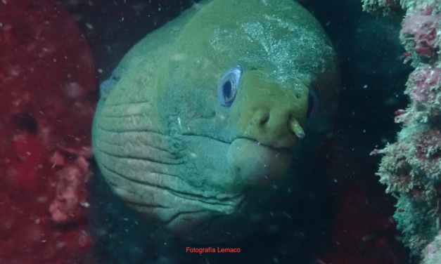 Investigación y ciencia por los océanos