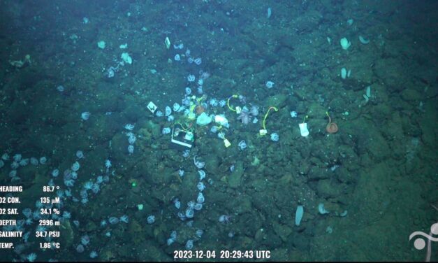 Descubra los secretos del fondo marino a través de imágenes