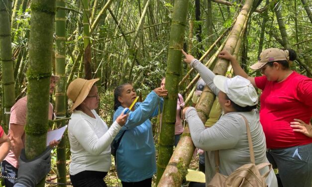 Expertos internacionales impulsan el futuro del bambú en la región