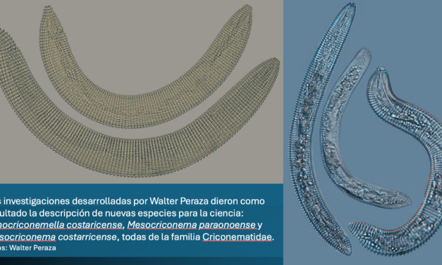 Descubren nuevas especies de nematodos en Costa Rica