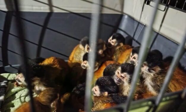 Ganancias y baja penalización fomentan tráfico ilegal de especies