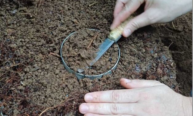 Costa Rica explorará el potencial de los créditos de carbono en suelos de plantaciones forestales