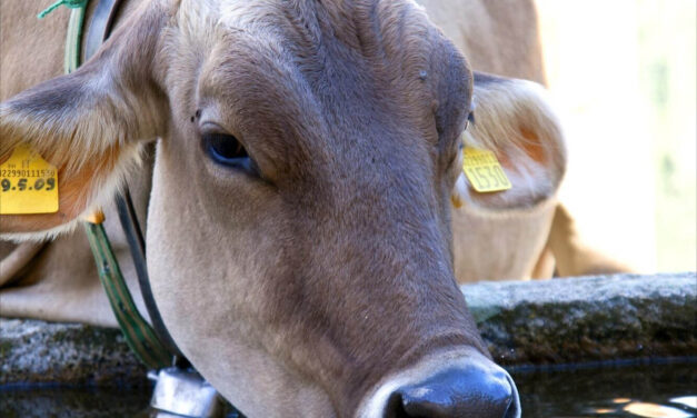 Veterinarios de la UNA llaman a proteger animales contra ceniza