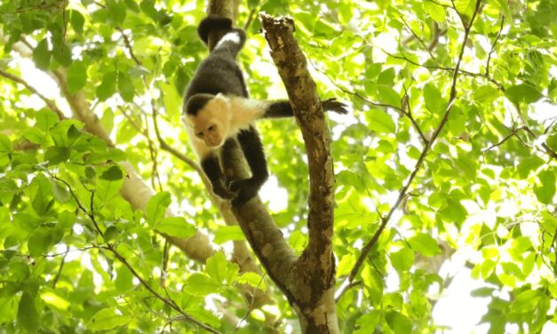 Jaulas para turistas, la protección para la fauna en Manuel Antonio