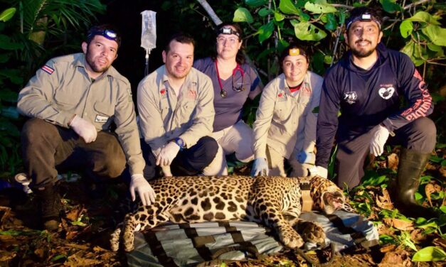 Captura de jaguares en Parque Nacional Tortuguero ayudará a su protección