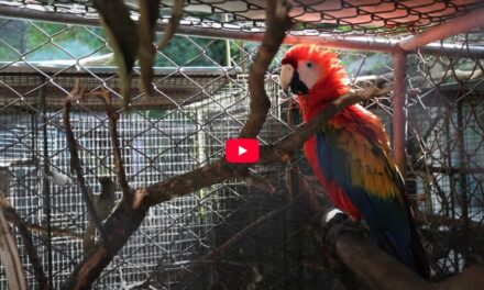 UNA Mirada: Tráfico y tenencia de animales silvestre