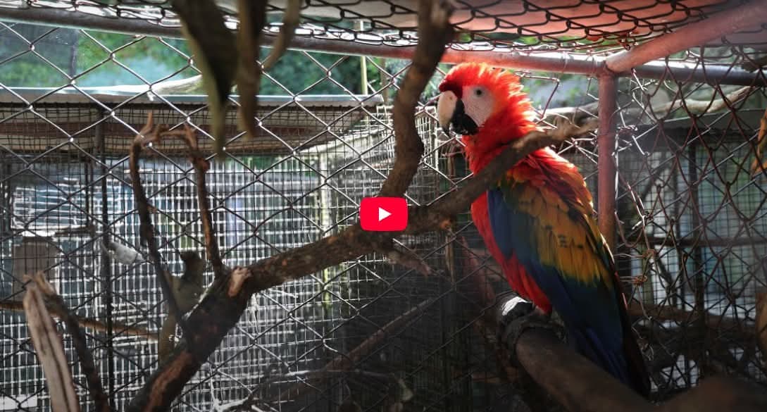 UNA Mirada: Tráfico y tenencia de animales silvestre