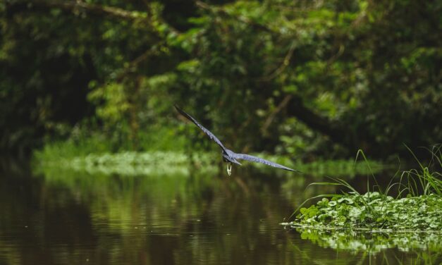 Cooperación científica, aliada de los ecosistemas