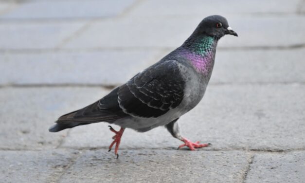 Mapa de riesgo reveló cantones más vulnerables ante una pandemia