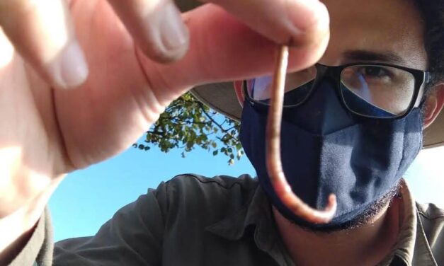 Lombrices confirman afectación del suelo por uso intensivo de agroquímicos