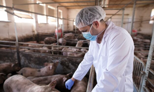 Desarticulación y ausencia de políticas afectan sectores de ganado bovino y porcino