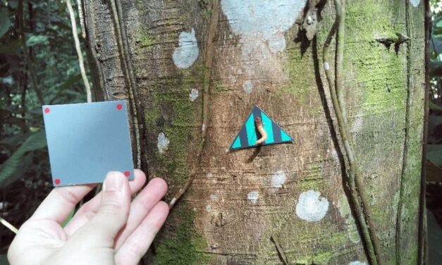 ¿Por qué algunos animales brillan y otros se esconden? La ciencia lo revela