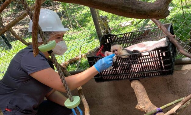 Enfermedades desatendidas: riesgo sanitario vigente