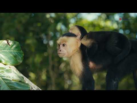 Enfermedades desatendidas: riesgo sanitario vigente