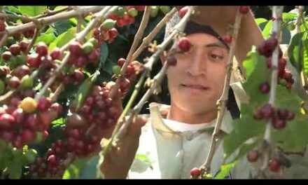 Taller Inteligencia climática para la resiliencia del café: El café frente a un nuevo clima