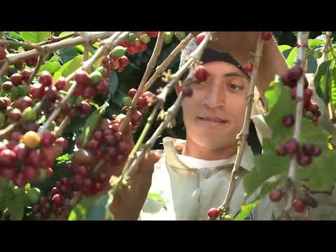 Taller Inteligencia climática para la resiliencia del café: El café frente a un nuevo clima